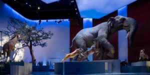 Музей естественной истории Абу-Даби